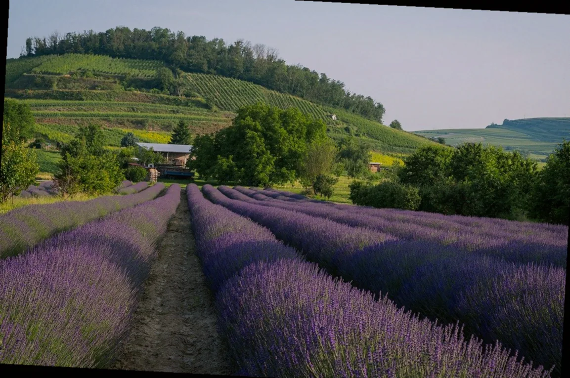 lavendel rückschnitt frühjahr - Bild 3