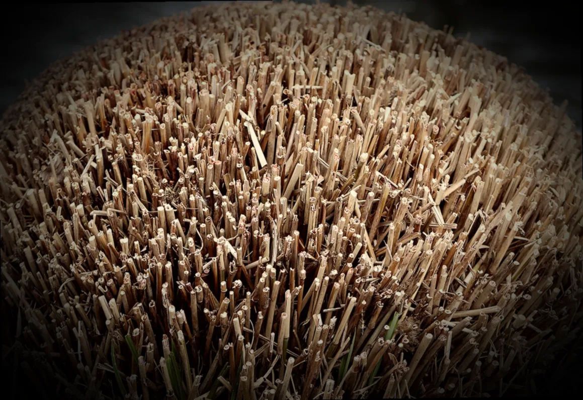 lavendel rückschnitt frühjahr - Bild 4