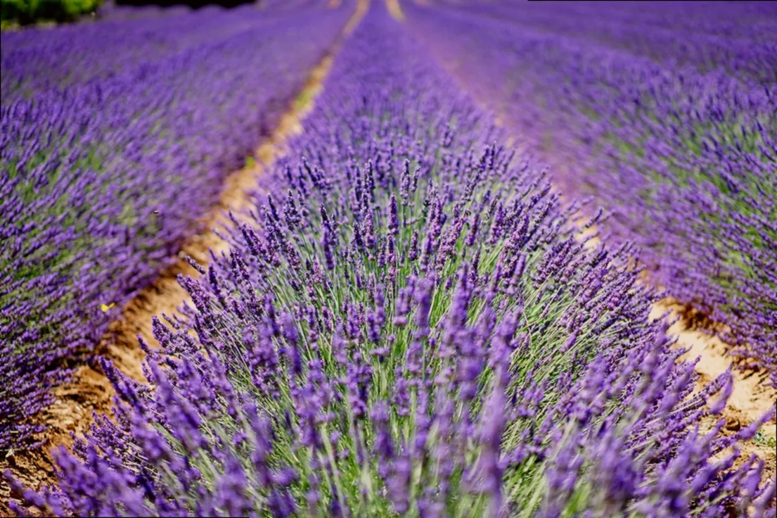 lavendel rückschnitt frühjahr - Bild 5