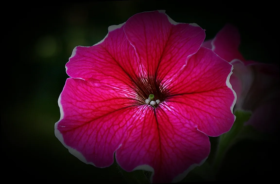 mehrjährige balkonpflanzen - Bild 1