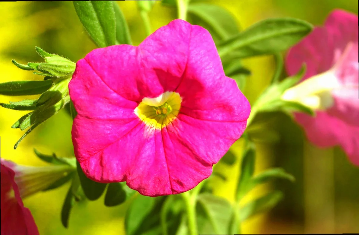 mehrjährige balkonpflanzen - Bild 2