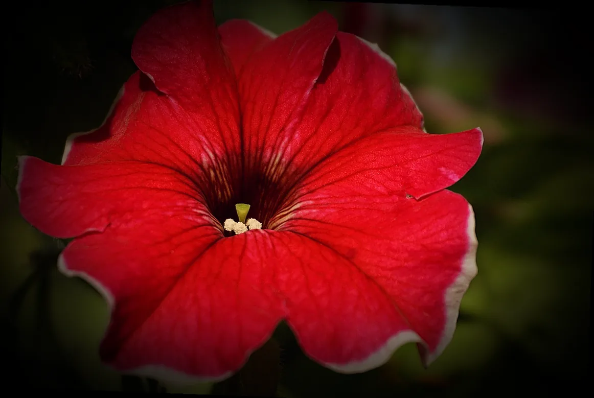 mehrjährige balkonpflanzen - Bild 3