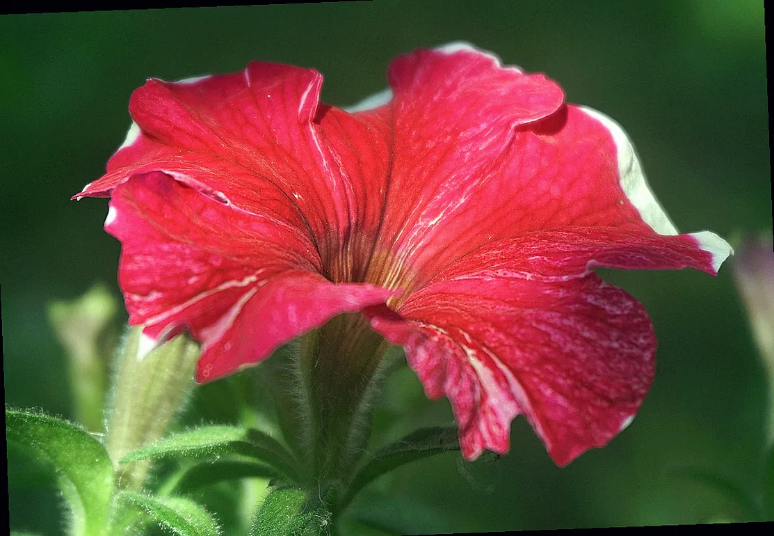 mehrjährige balkonpflanzen - Bild 4