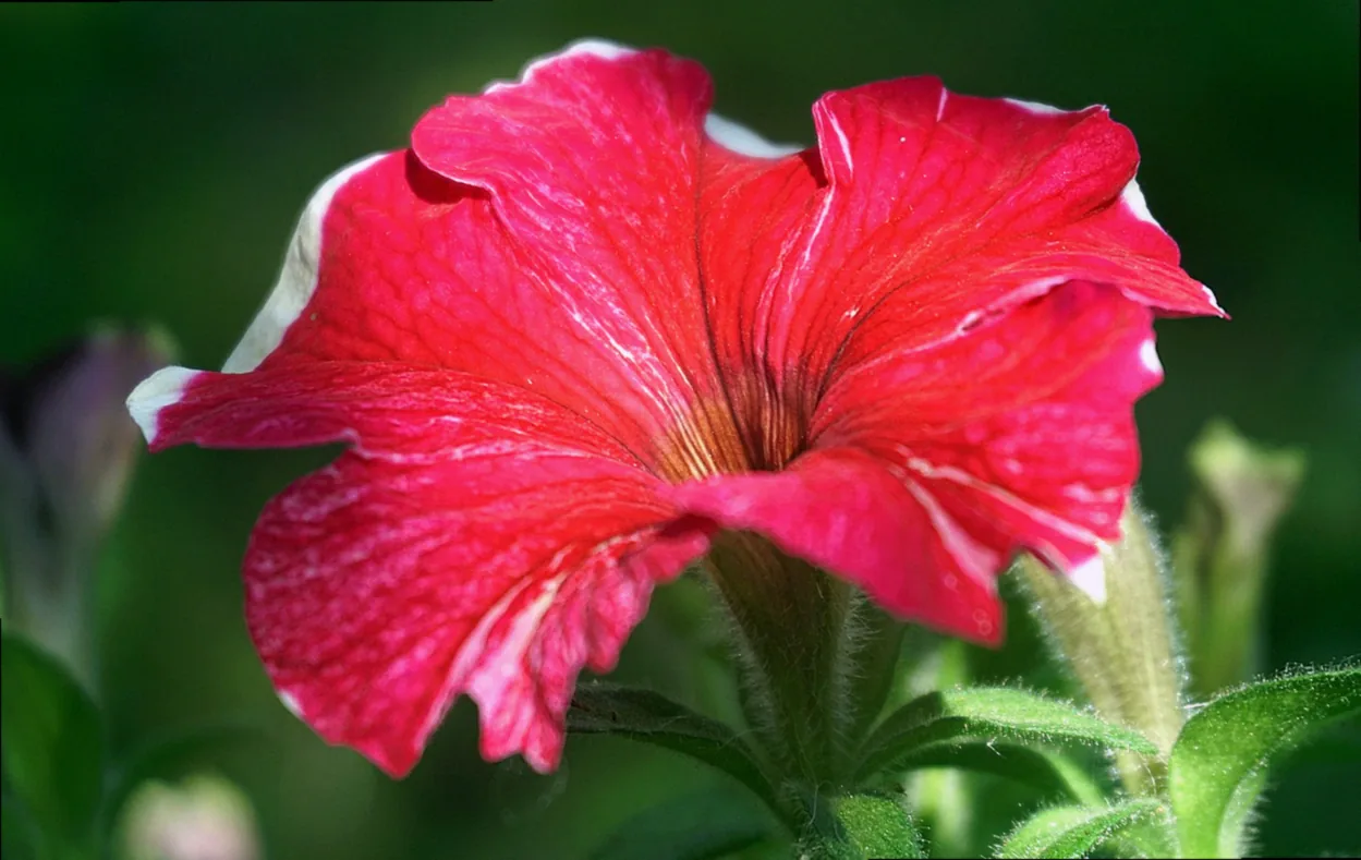 mehrjährige balkonpflanzen - Bild 5