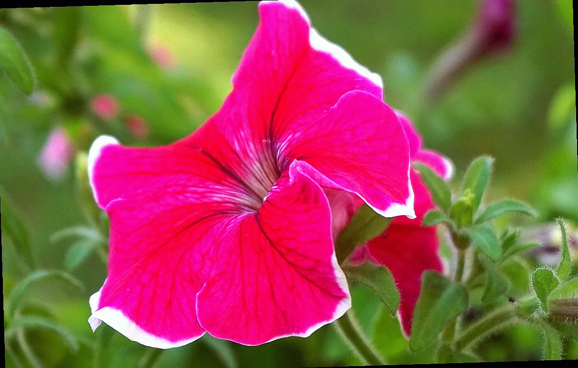 mehrjährige balkonpflanzen