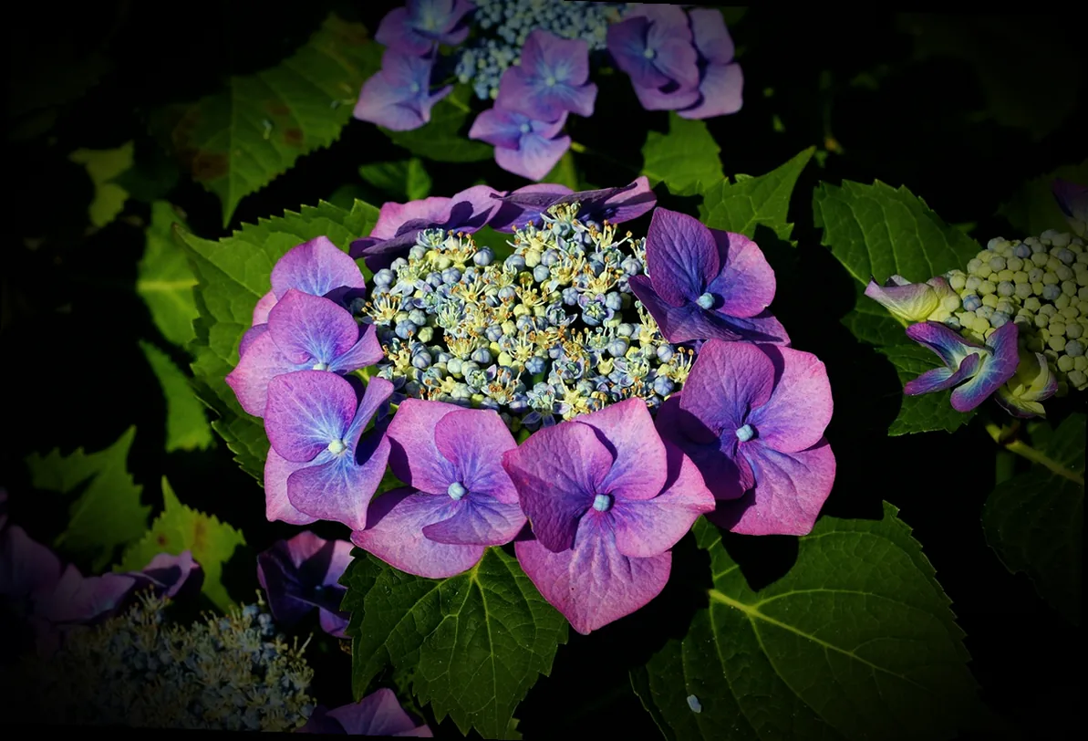 mini hortensien kaufen - Bild 1