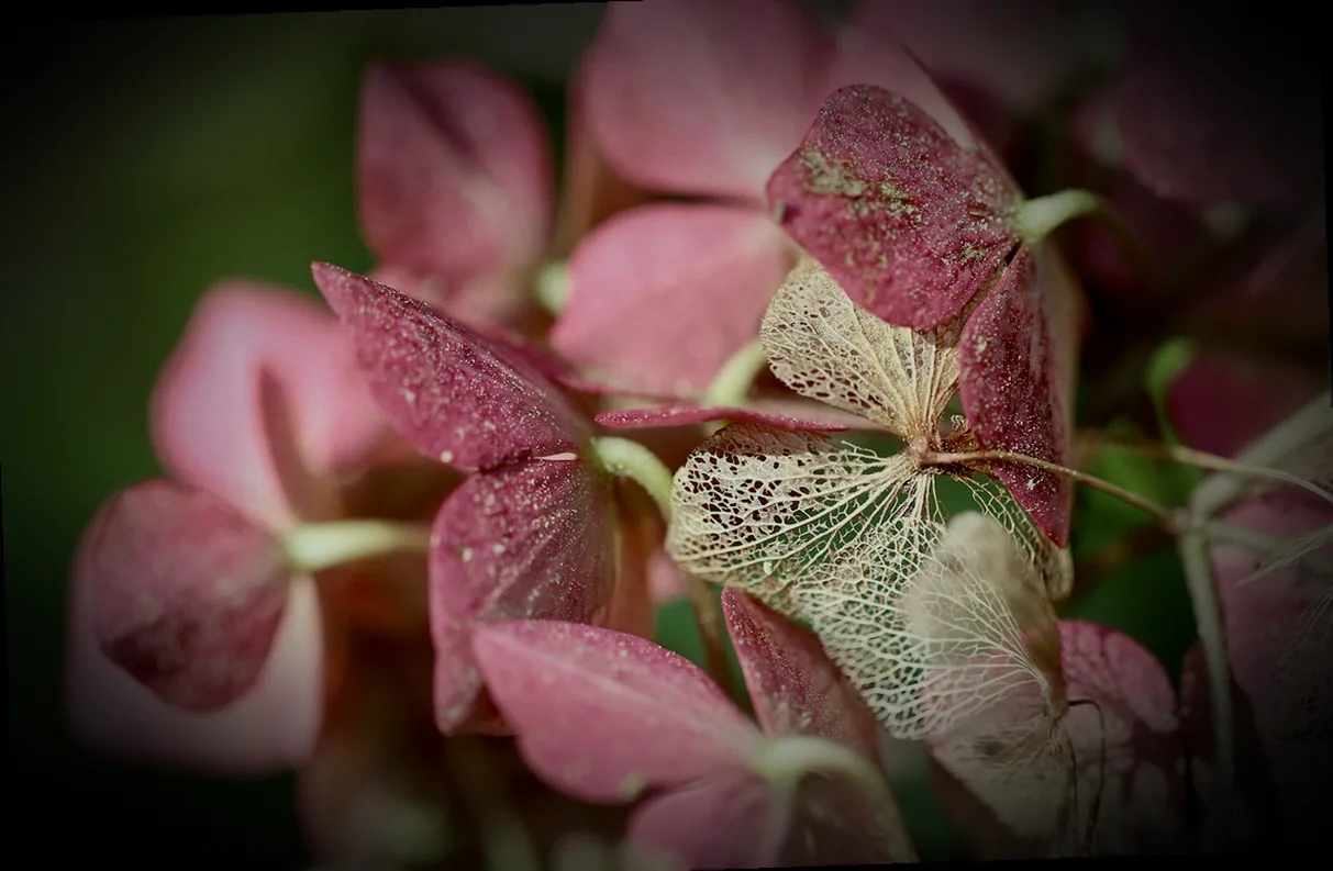mini hortensien kaufen - Bild 2