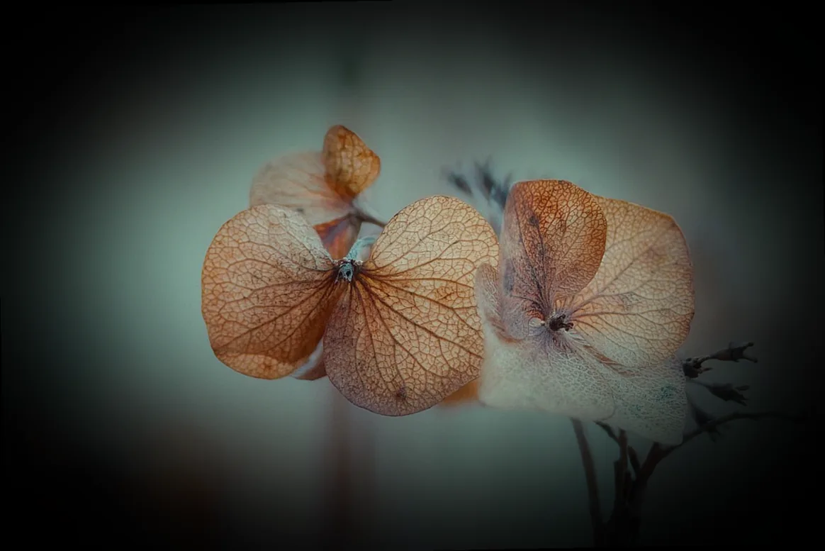 mini hortensien kaufen - Bild 4