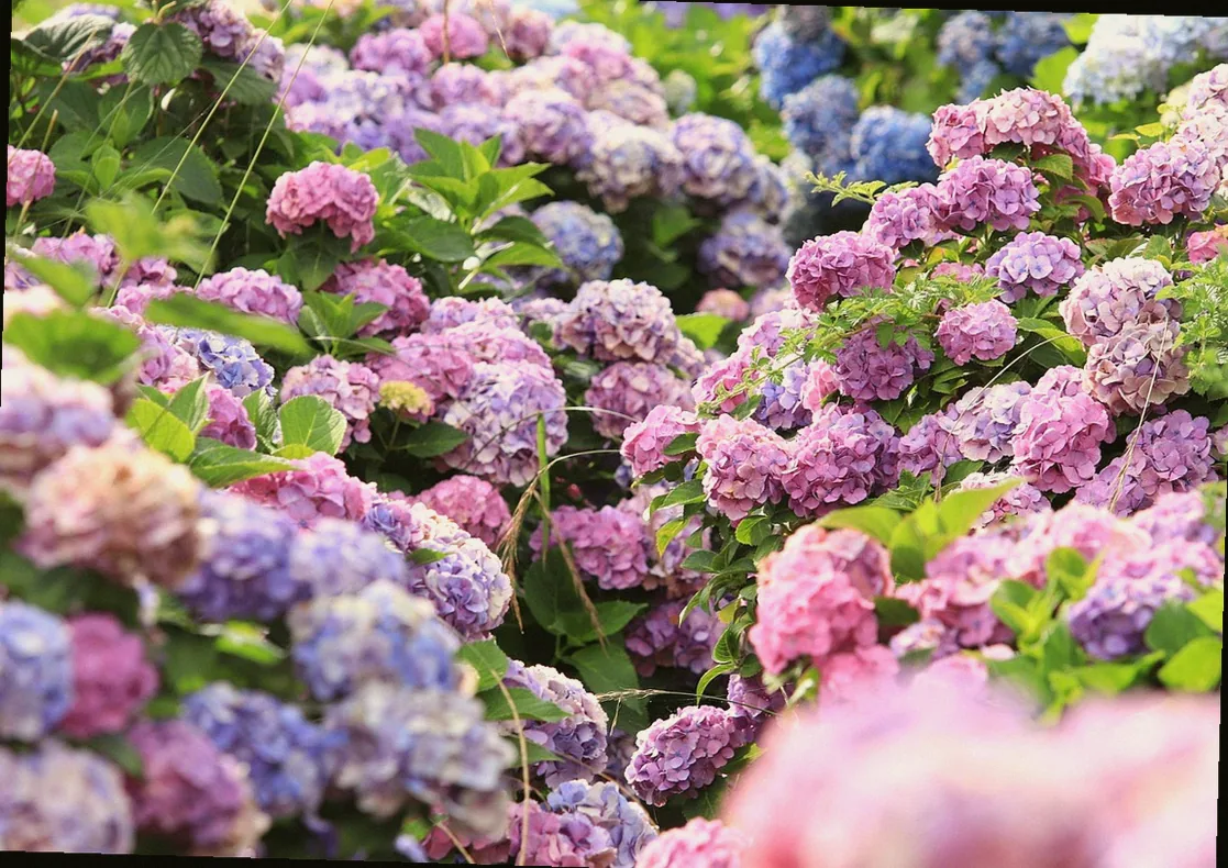 mini hortensien kaufen - Bild 5