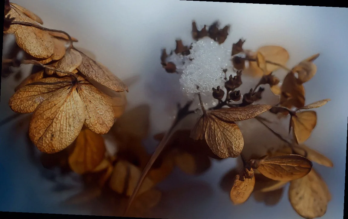 mini hortensien kaufen