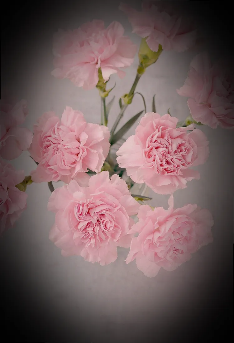 nelken überwintern - Bild 1