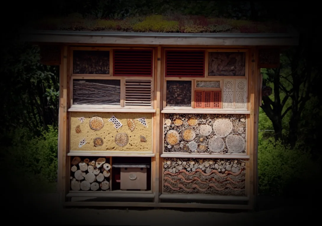 nelken überwintern - Bild 3