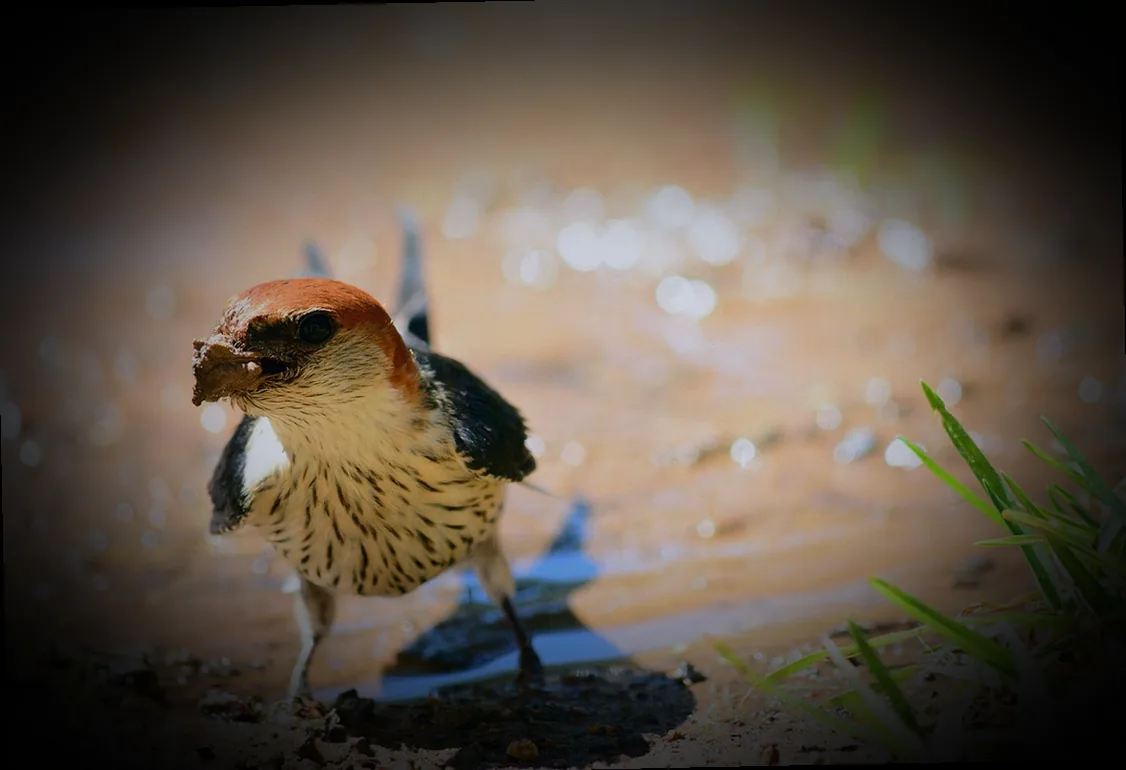 nelken überwintern - Bild 4