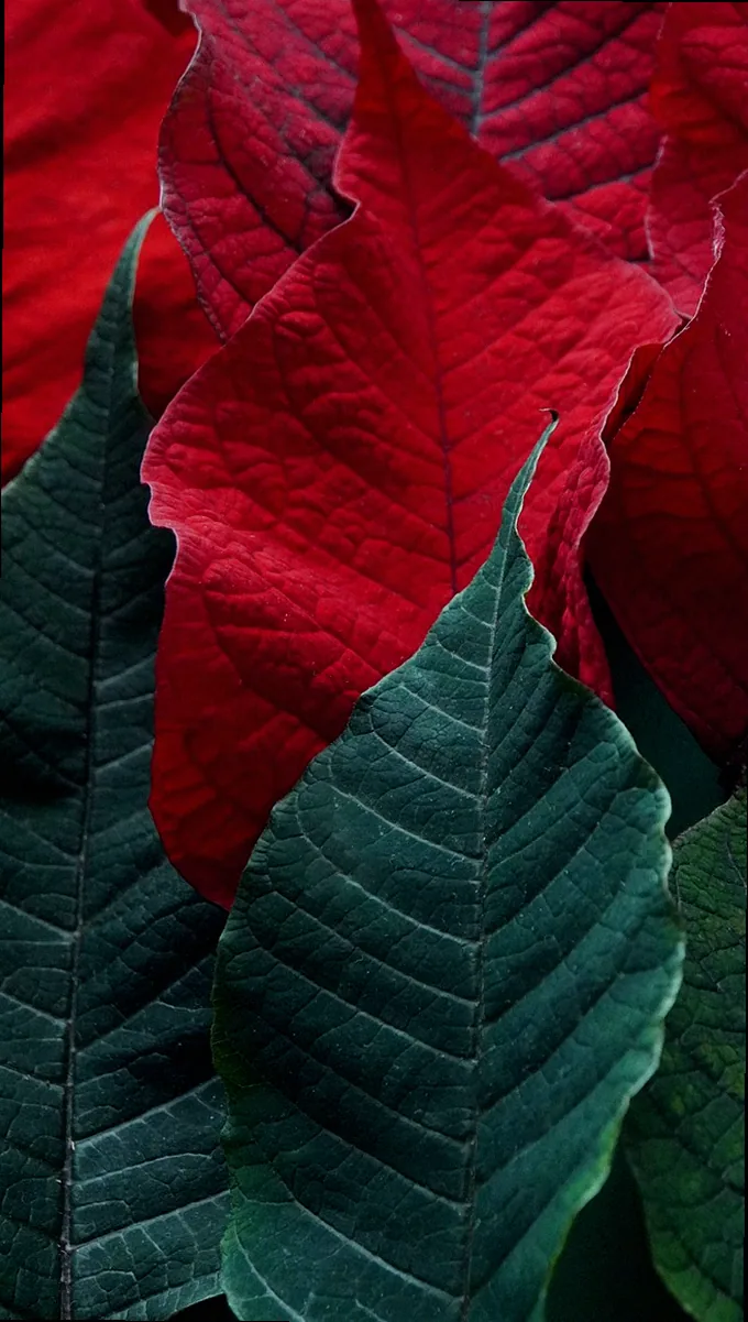 orchideendünger für weihnachtsstern - Bild 1