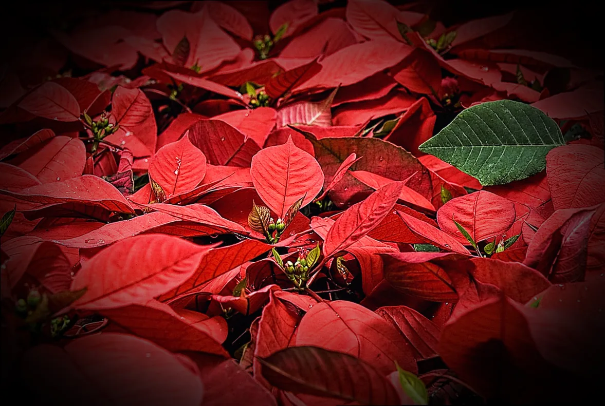 orchideendünger für weihnachtsstern - Bild 2