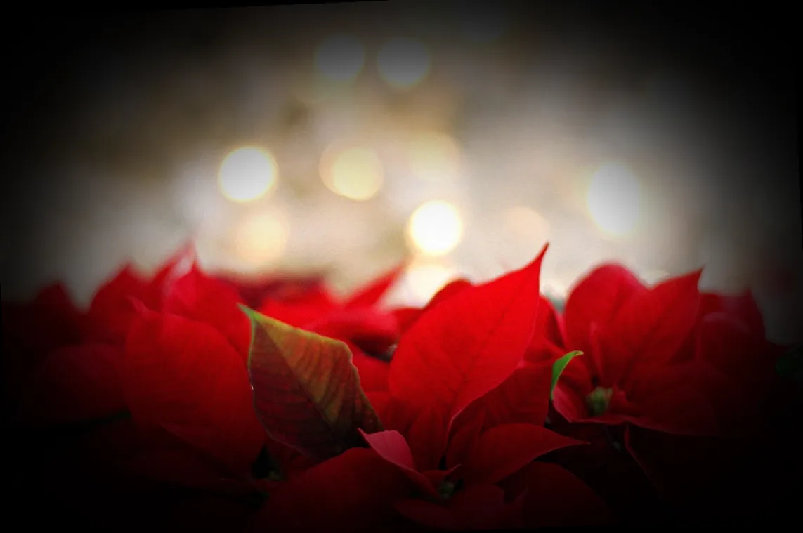 orchideendünger für weihnachtsstern - Bild 3