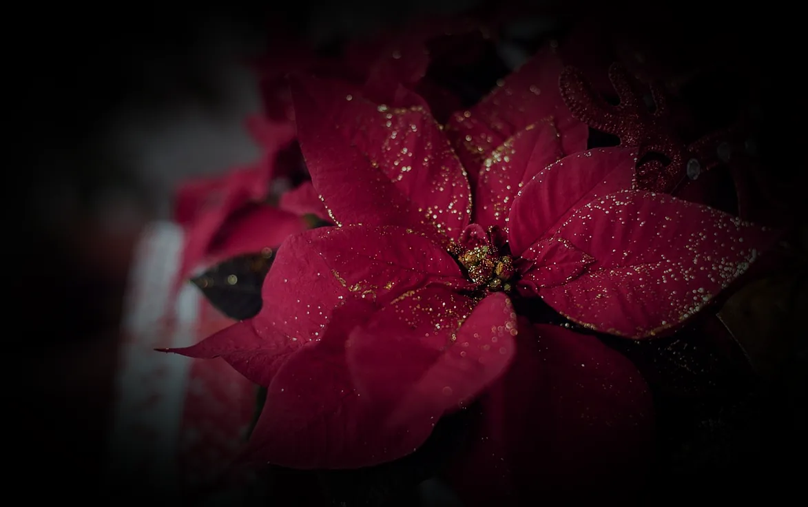 orchideendünger für weihnachtsstern - Bild 4