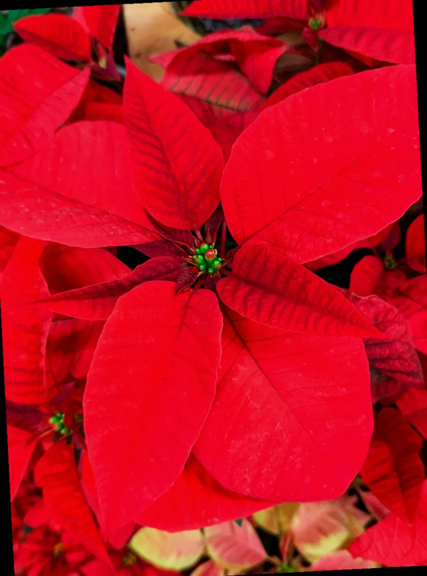 orchideendünger für weihnachtsstern - Bild 5