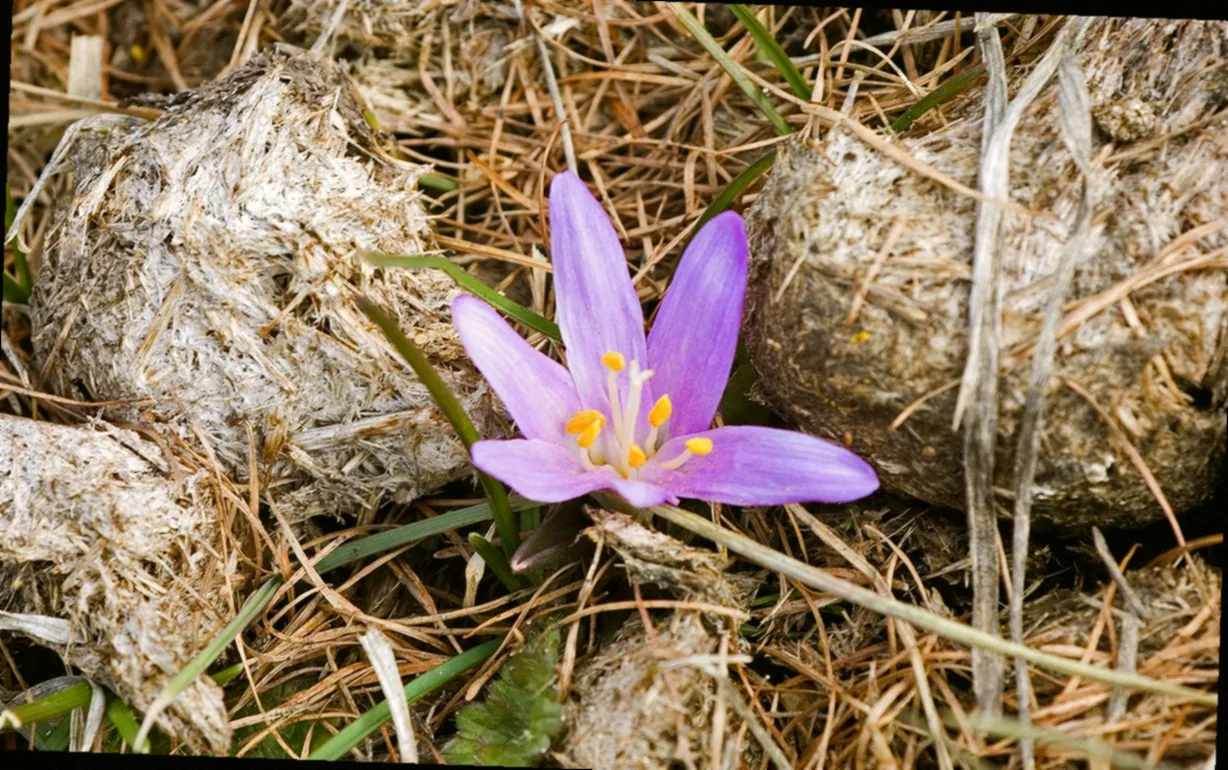 rasen düngen bei frost - Bild 1