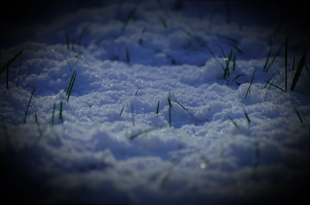 rasen düngen bei frost - Bild 3