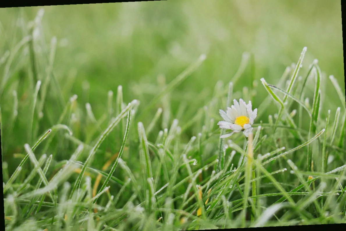 rasen düngen bei frost