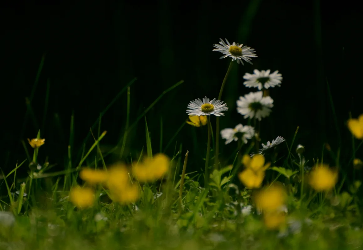 rasen vertikutieren herbst mein schöner garten - Bild 1