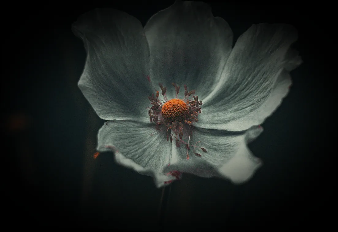 rasen vertikutieren herbst mein schöner garten - Bild 2