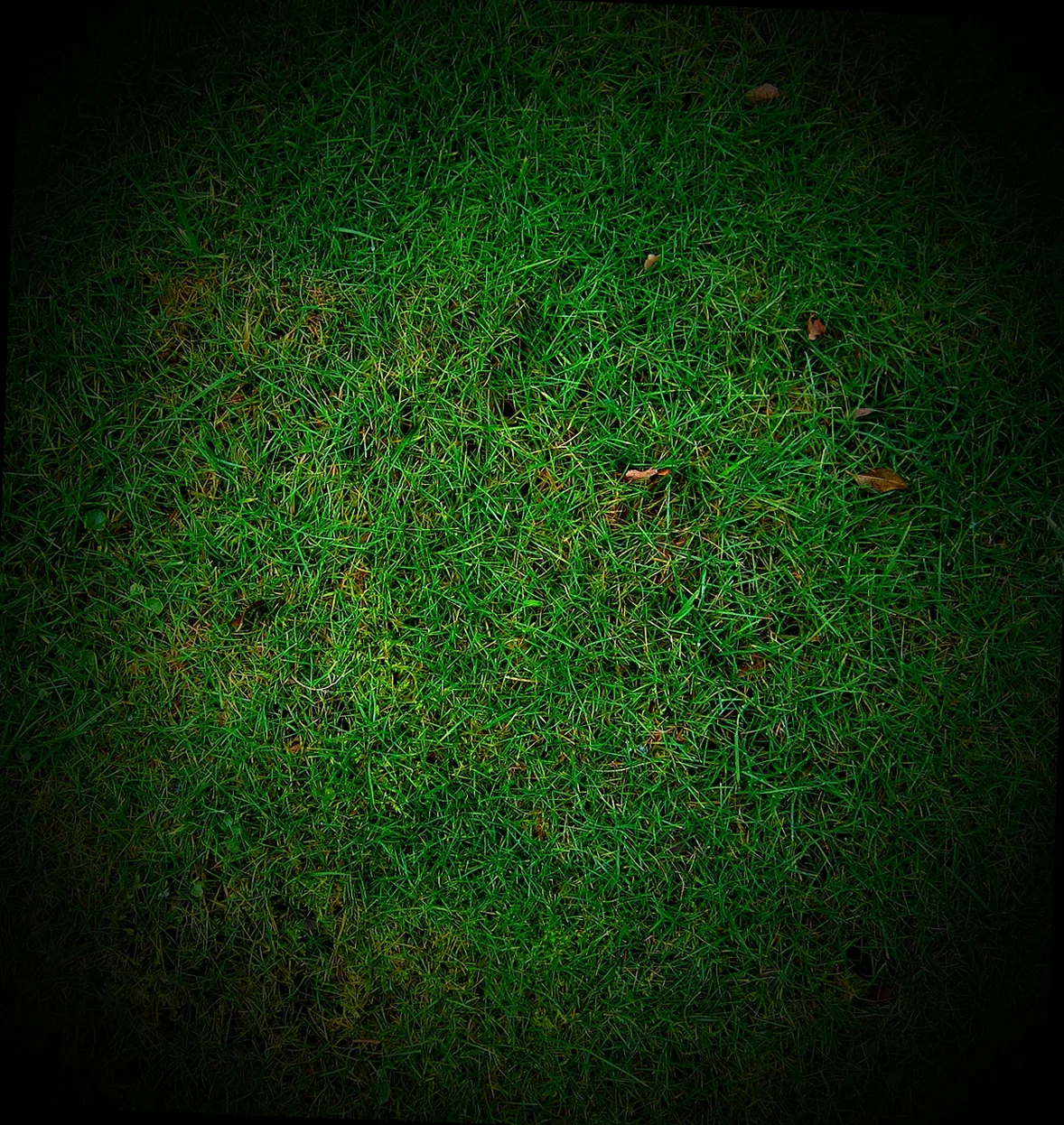 rasen vertikutieren herbst mein schöner garten - Bild 3