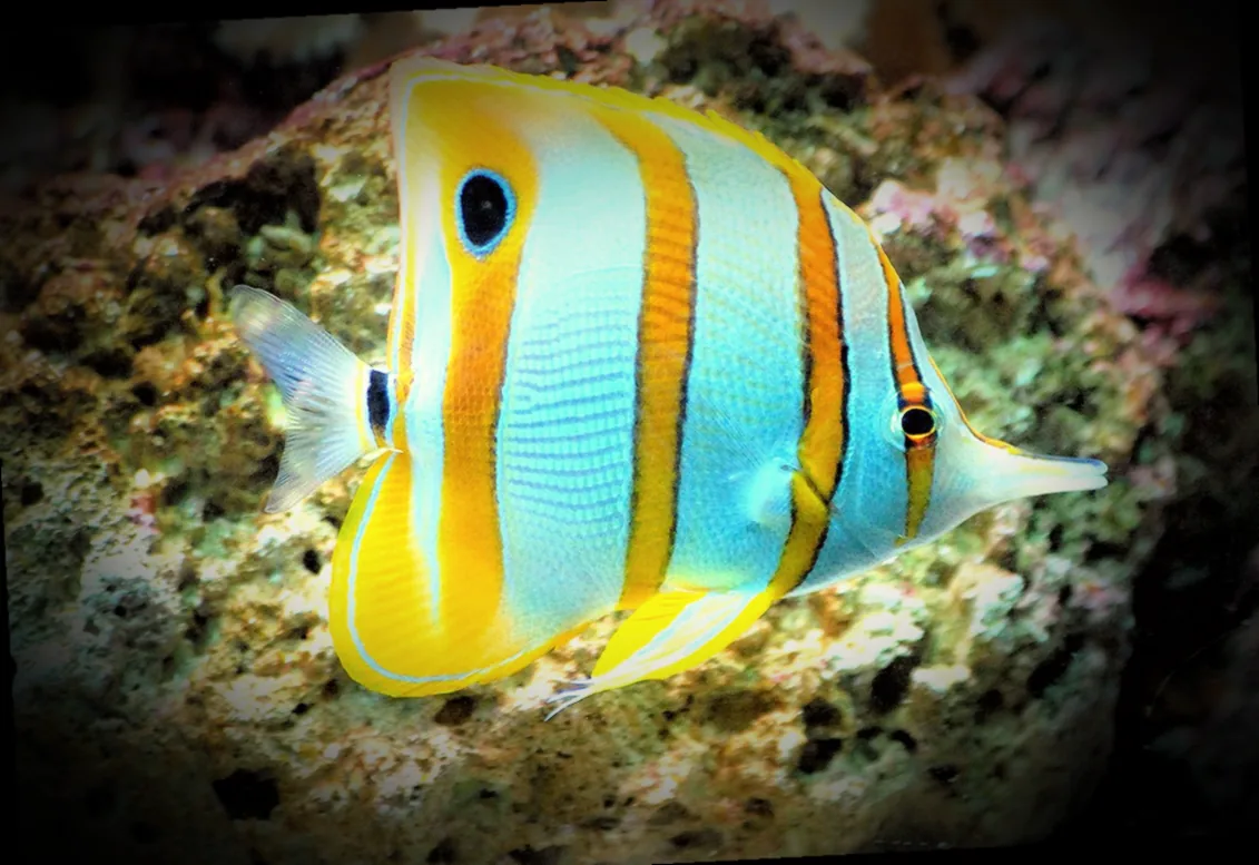 schneckenabwehr kupferband