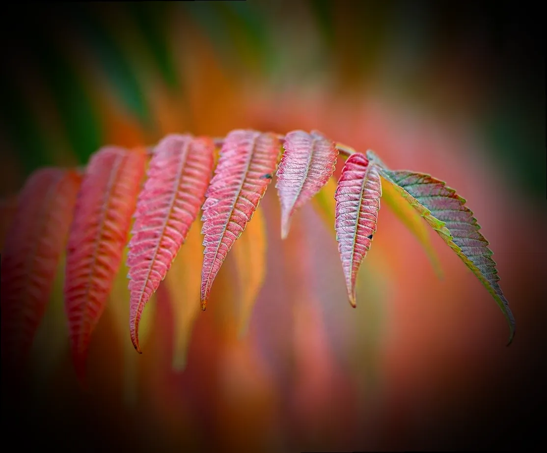 schrank mit essig auswischen motten - Bild 2