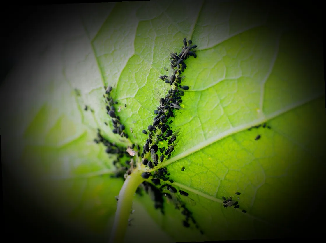 schwarze blattläuse im garten bekämpfen - Bild 2