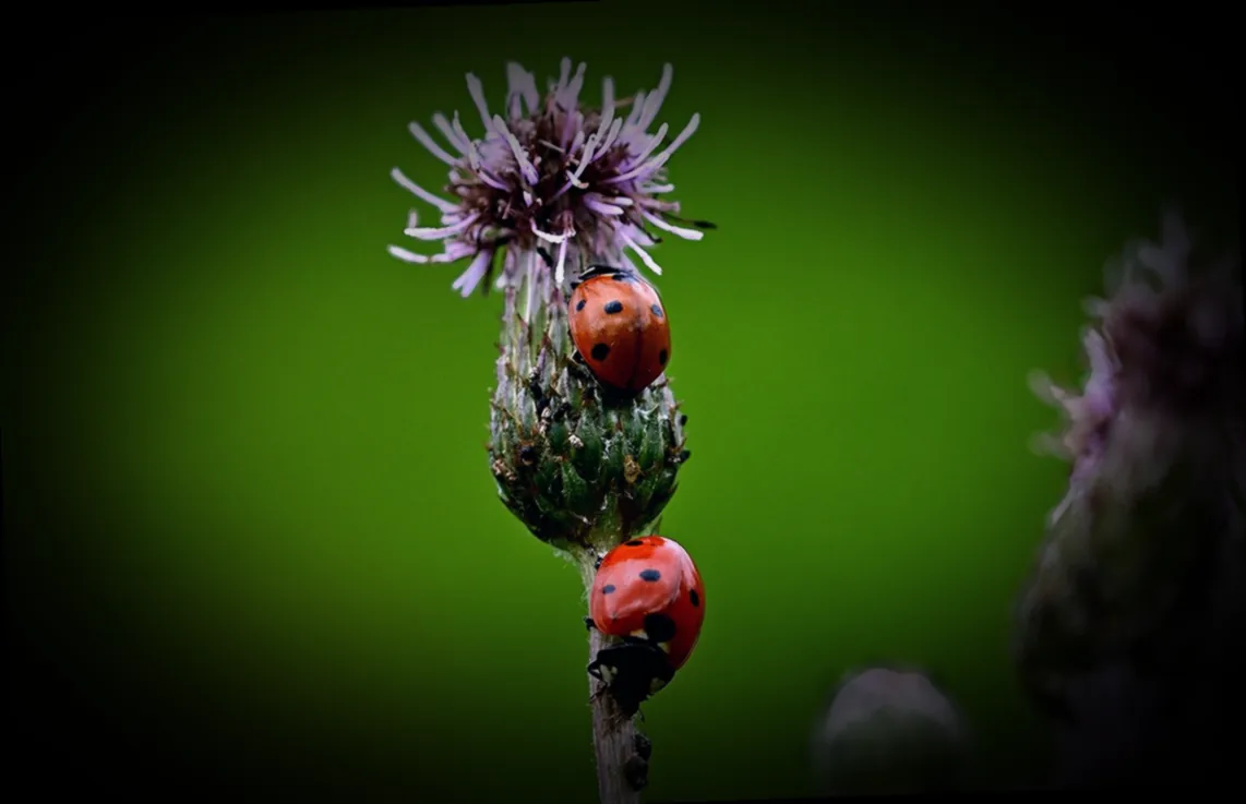 schwarze blattläuse im garten bekämpfen - Bild 3