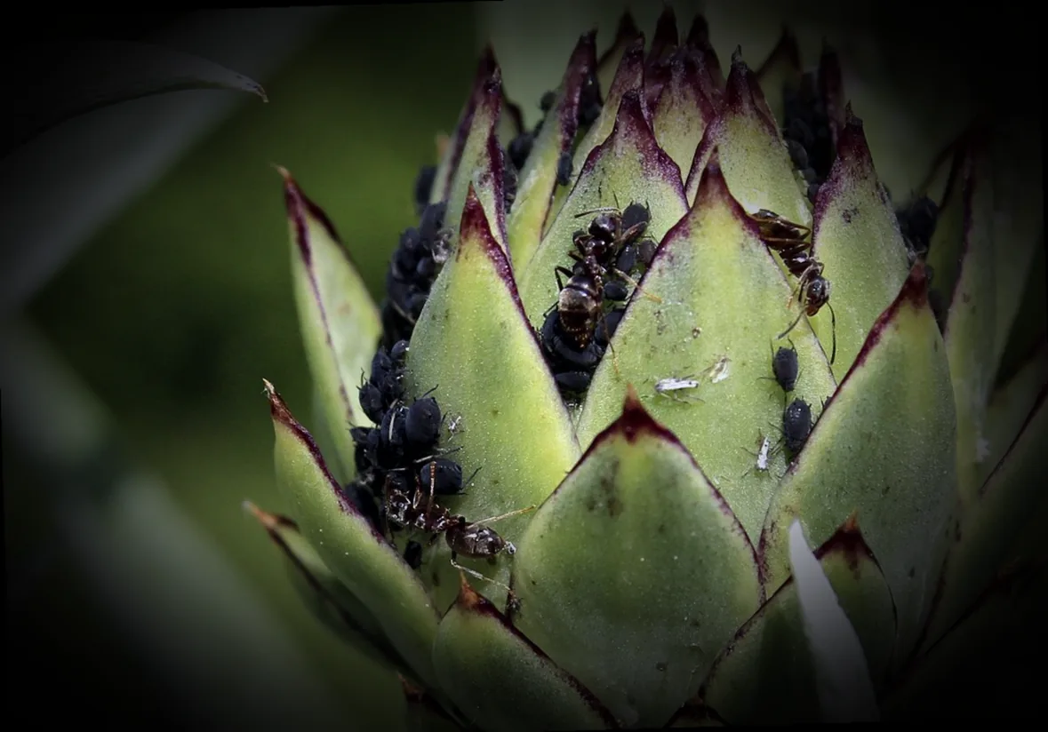 schwarze blattläuse im garten bekämpfen - Bild 4