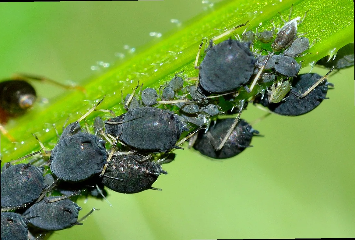 schwarze blattläuse im garten bekämpfen - Bild 5