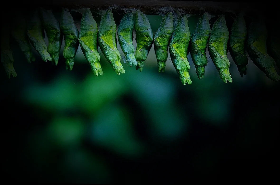 speckkäfer larven bekämpfen - Bild 2