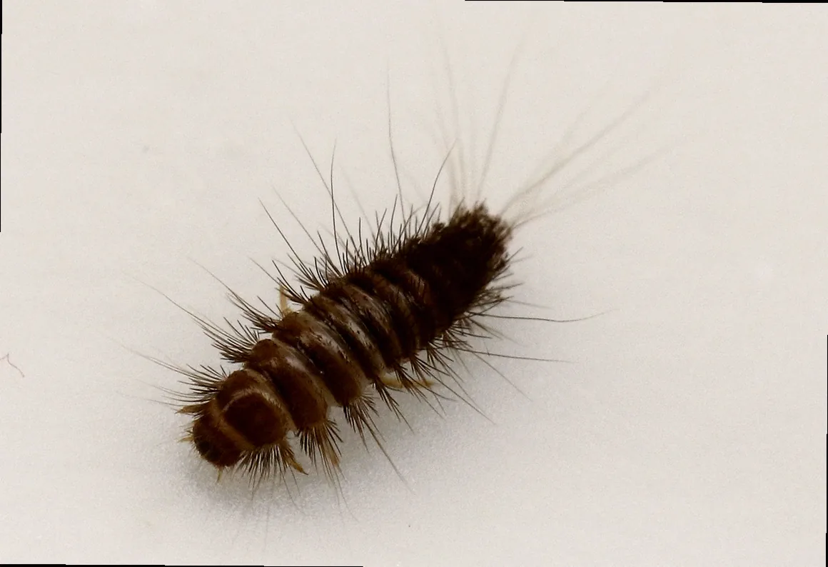 speckkäfer larven bekämpfen - Bild 4