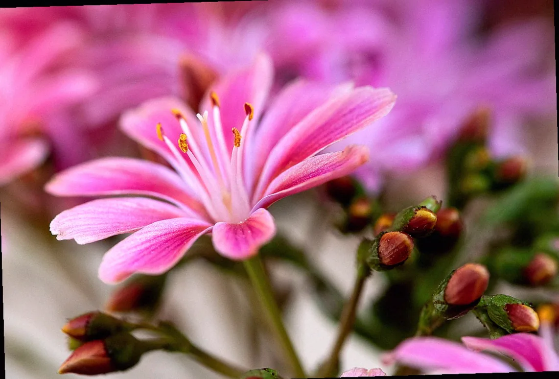 staude blaue rispen - Bild 1