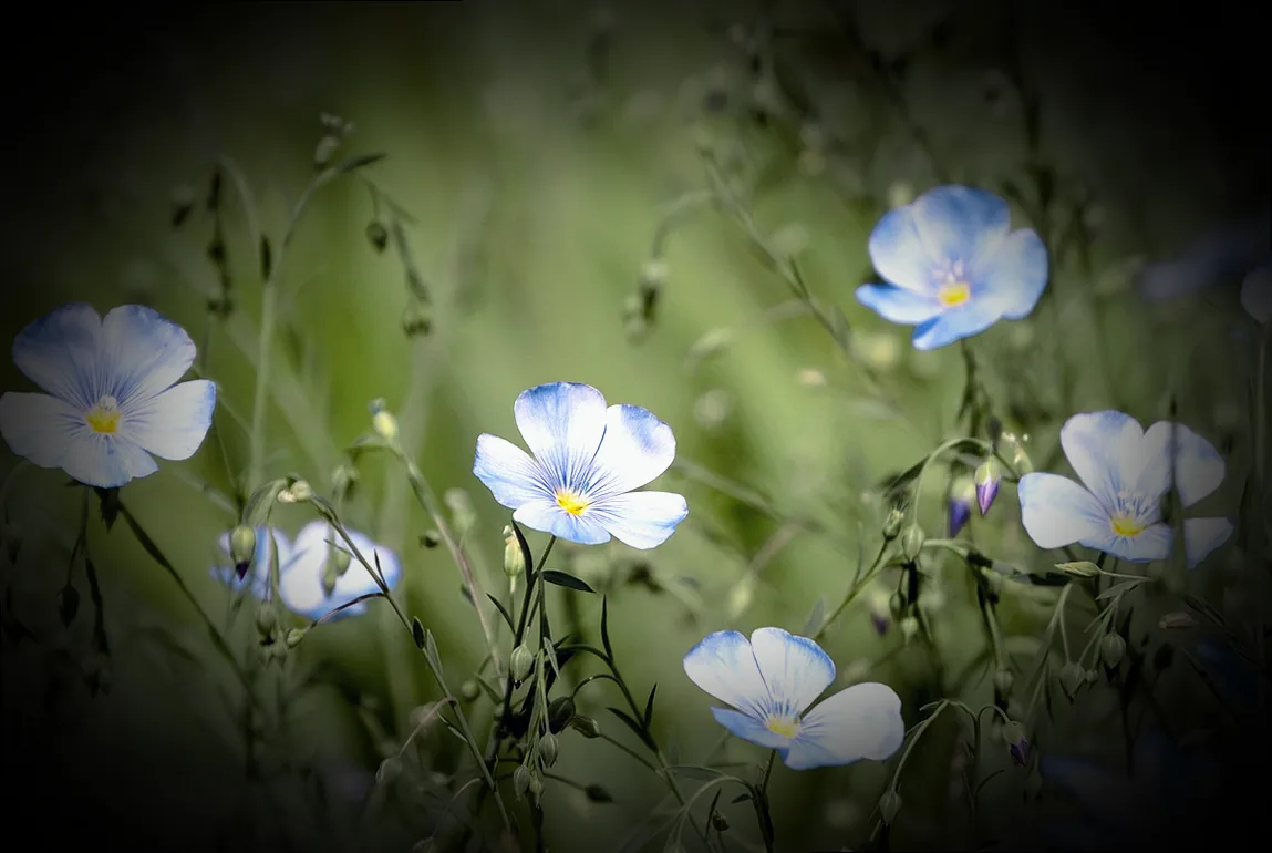 staude blaue rispen - Bild 2