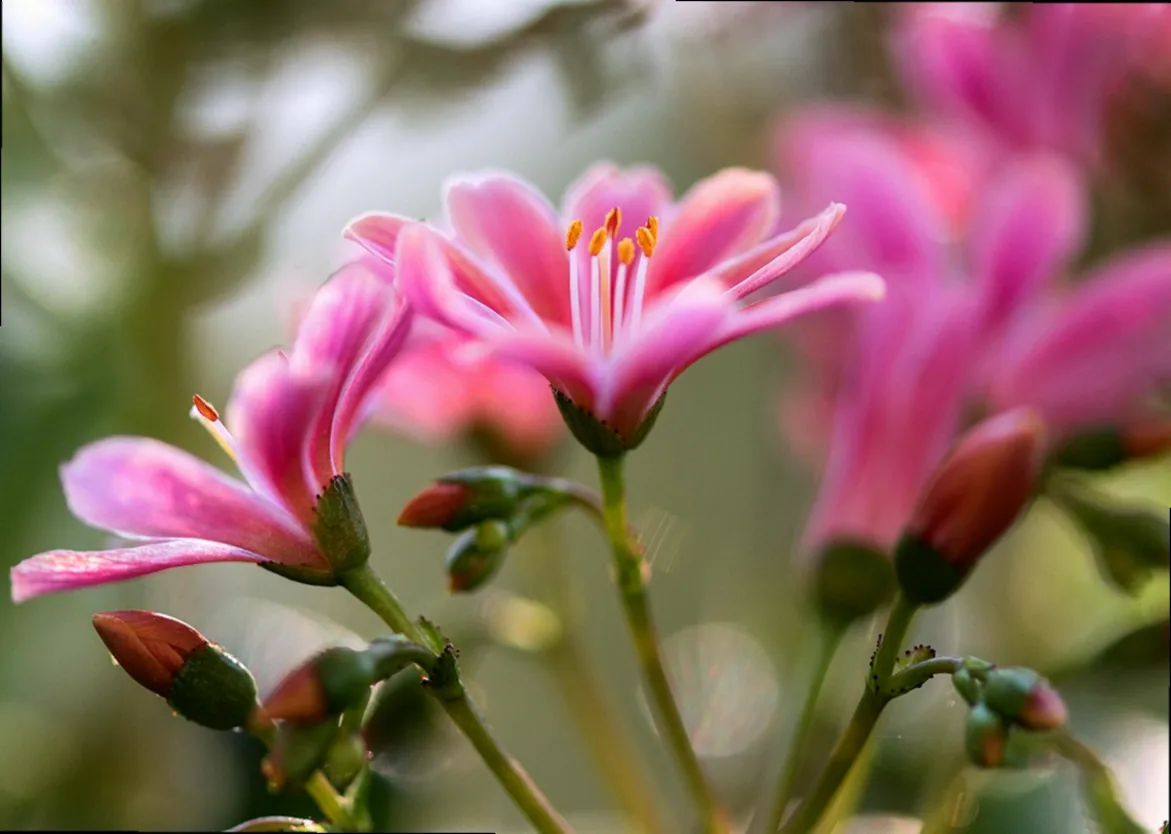 staude blaue rispen - Bild 3