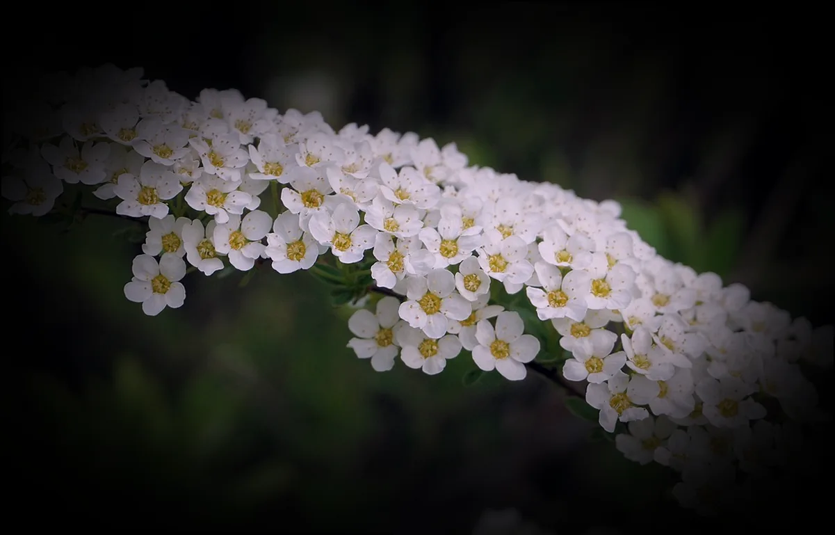 staude blaue rispen - Bild 4
