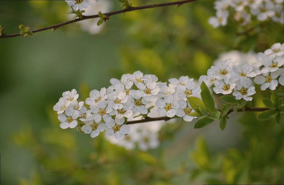 staude blaue rispen - Bild 5