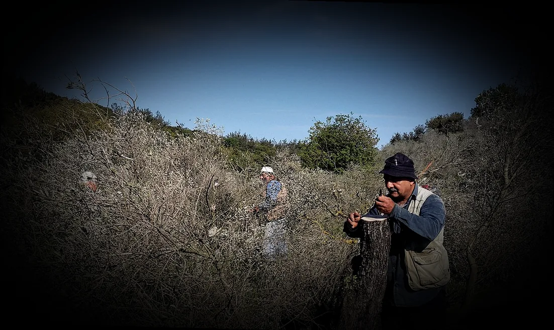 stecklinge blutjohannisbeere - Bild 2