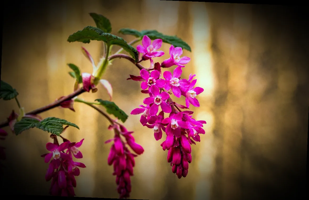 stecklinge blutjohannisbeere - Bild 3