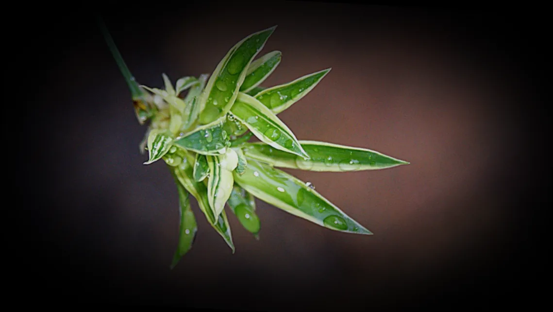 stecklinge blutjohannisbeere - Bild 4