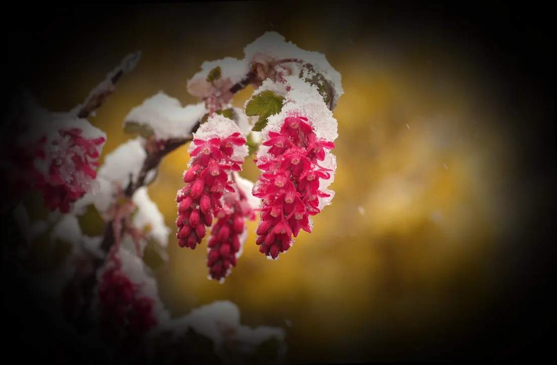 stecklinge blutjohannisbeere - Bild 5