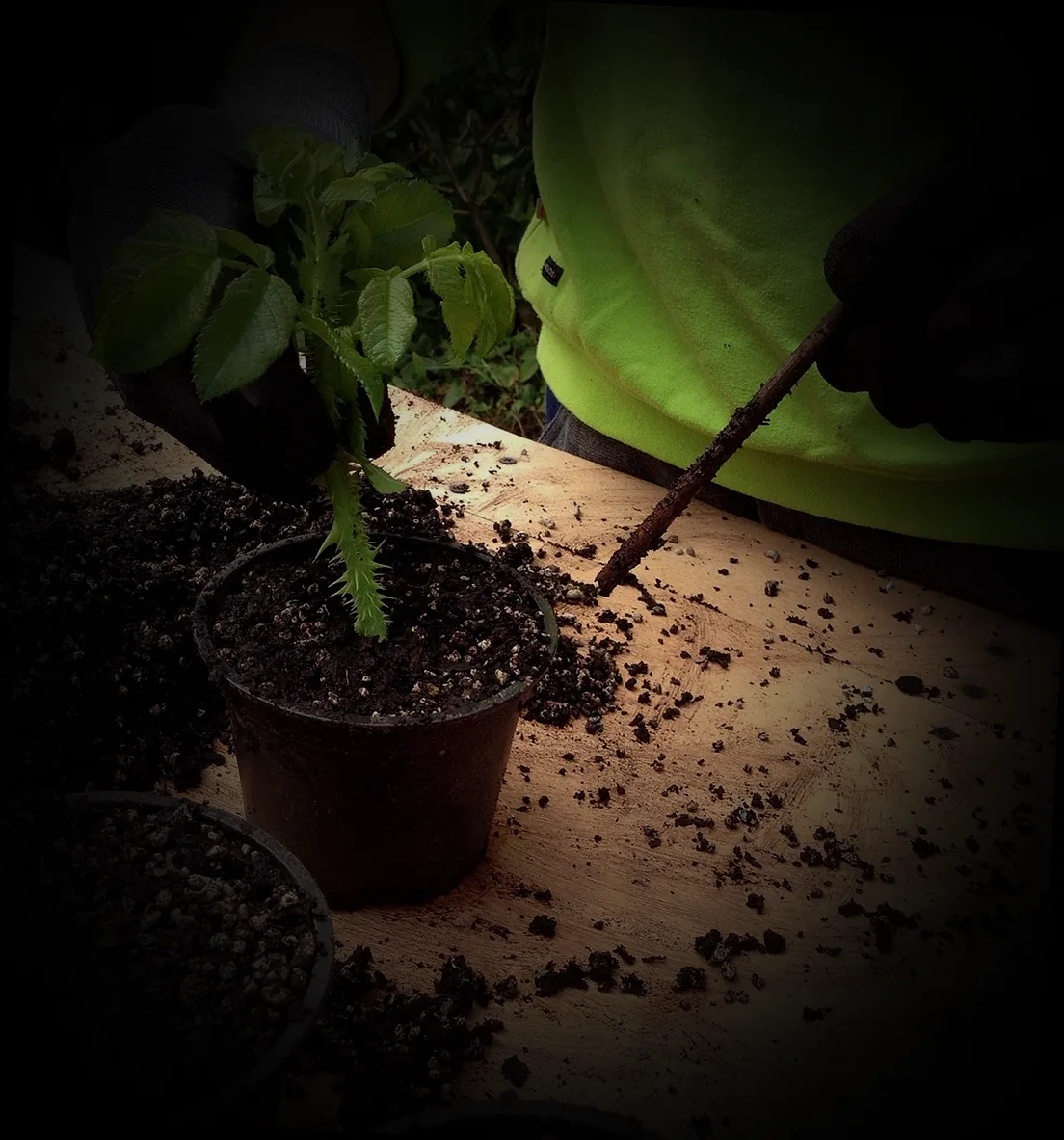 stecklinge blutjohannisbeere