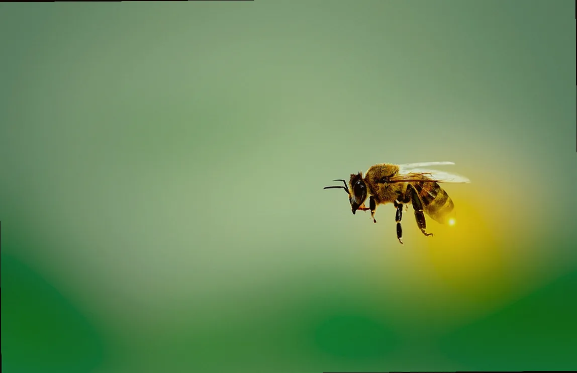 weiße fliege insektizid - Bild 1