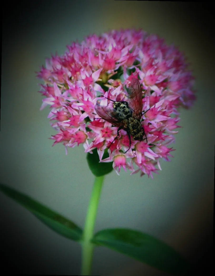 weiße fliege insektizid - Bild 3