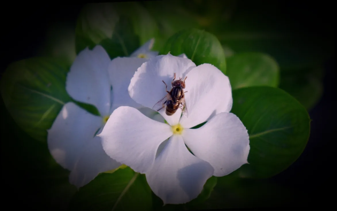 weiße fliege insektizid - Bild 4