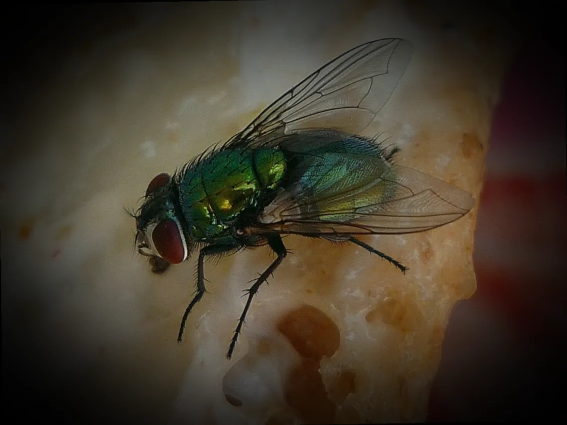 weiße fliege insektizid